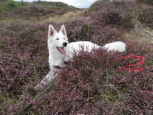 Elisha in den D&uuml;nen 